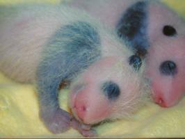 newborn giant pandas